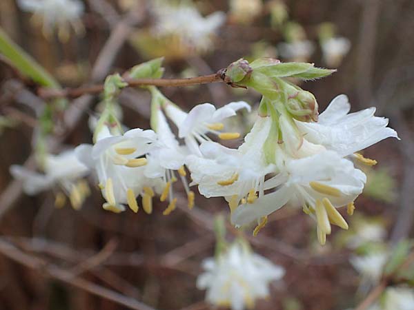 Lonicera fragrantissima \ Winter-Heckenkirsche, Duft-Heckenkirsche / Winter Honeysuckle, D Mannheim-Pfingstberg 24.2.2020