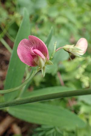 Lathyrus heterophyllus \ Verschiedenblttrige Platterbse, D Mühlheim an der Donau 20.6.2015