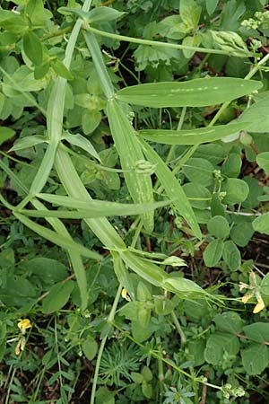 Lathyrus heterophyllus \ Verschiedenblttrige Platterbse, D Mühlheim an der Donau 20.6.2015