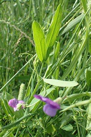 Lathyrus hirsutus \ Behaartfrchtige Platterbse, D Neuleiningen 15.6.2016