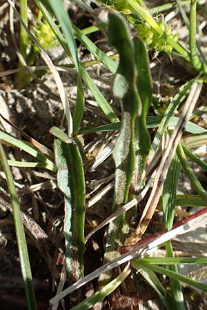 Taraxacum turfosum / Peat Dandelion, D Hegne 25.4.2018