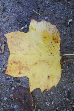 Liriodendron tulipifera / American Tulip Tree, D Odenwald, Ursenbach 4.11.2020