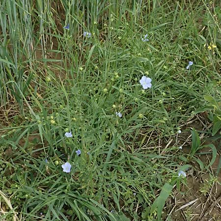 Linum bienne \ Zweijhriger Lein, D Wiesloch 3.6.2025