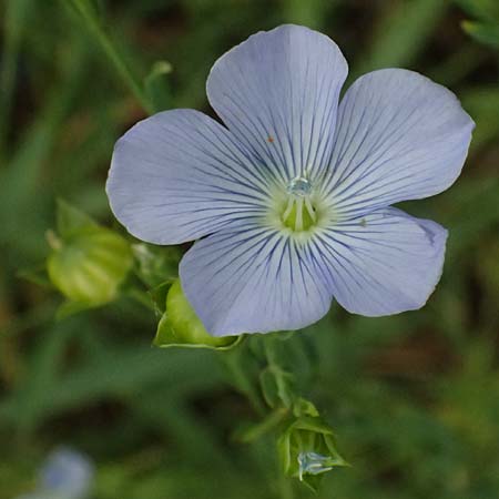 Linum bienne \ Zweijhriger Lein, D Wiesloch 3.6.2025