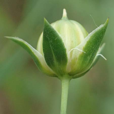 Linum bienne \ Zweijhriger Lein, D Wiesloch 3.6.2025