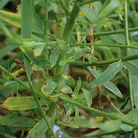 Linum bienne \ Zweijhriger Lein, D Wiesloch 3.6.2025