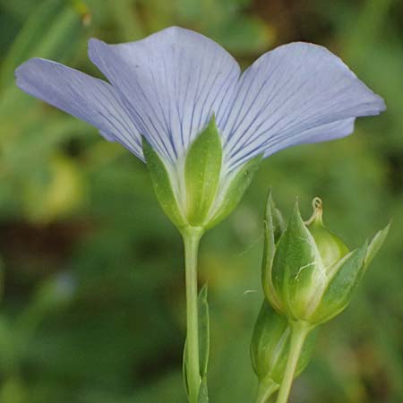 Linum bienne \ Zweijhriger Lein, D Wiesloch 3.6.2025