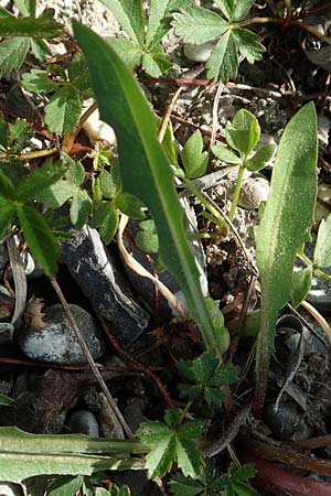 Taraxacum turfosum / Peat Dandelion, D Hegne 25.4.2018