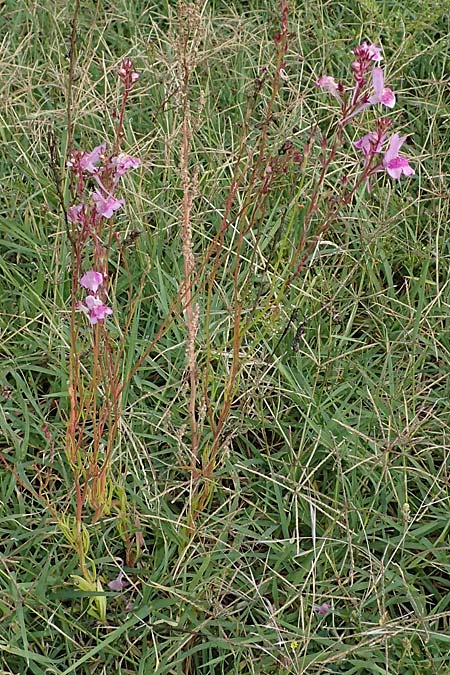 Linaria bipartita agg. \ Zweiteiliges Leinkraut / Cloven Lip Toadflax, D Weisenheim am Sand 26.8.2021