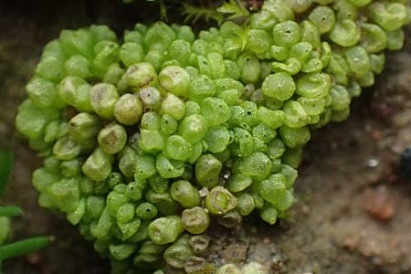 Sphaerocarpos spec1 ? \ Kugelfrucht-Lebermoos, Flaschen-Lebermoos / Balloonwort, D Hainstadt 8.4.2023