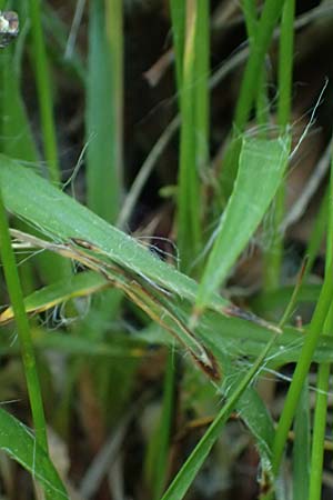Luzula multiflora \ Vielbl&uuml;tige Hainsimse / Heath Wood-Rush, D Neustadt an der Weinstra&szlig;e 1.5.2025