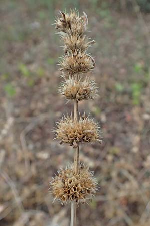 Leonurus marrubiastrum \ Andorn-L�wenschwanz, Katzenschwanz / Horehound Motherwort, Biennial Motherwort, D Mannheim 13.9.2026