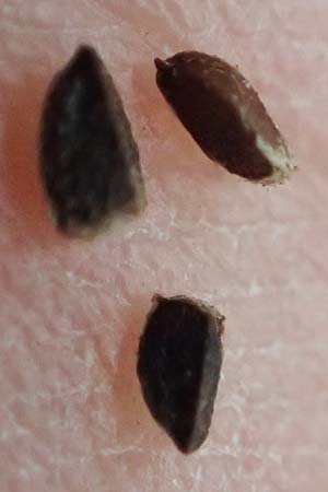 Leonurus marrubiastrum \ Andorn-L�wenschwanz, Katzenschwanz / Horehound Motherwort, Biennial Motherwort, D Mannheim 13.9.2026