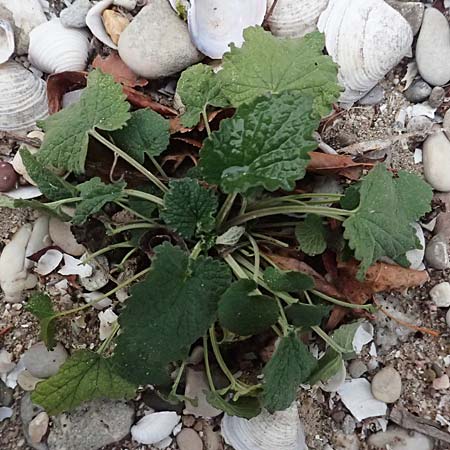 Leonurus marrubiastrum \ Andorn-L�wenschwanz, Katzenschwanz / Horehound Motherwort, Biennial Motherwort, D Mannheim 13.9.2026