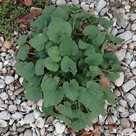 Leonurus marrubiastrum \ Andorn-L�wenschwanz, Katzenschwanz / Horehound Motherwort, Biennial Motherwort, D Mannheim 13.9.2026