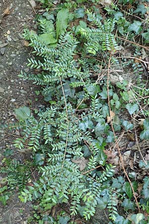 Lonicera nitida \ Heckenmyrte, Strauch-Heckenkirsche / Boxleaf Honeysuckle, D Heidelberg 29.4.2017