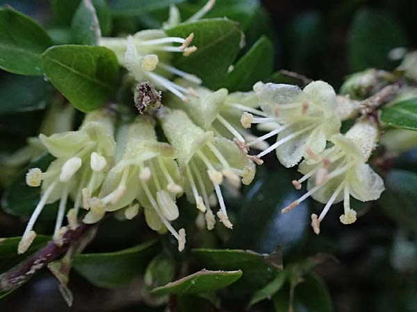 Lonicera nitida \ Heckenmyrte, Strauch-Heckenkirsche / Boxleaf Honeysuckle, D Essen 11.4.2025