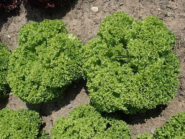 Lactuca sativa \ Kopfsalat, D Mannheim 3.6.2023