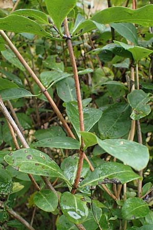 Lonicera periclymenum \ Wald-Geiblatt, D Neumünster, Dosenmoor 16.9.2021