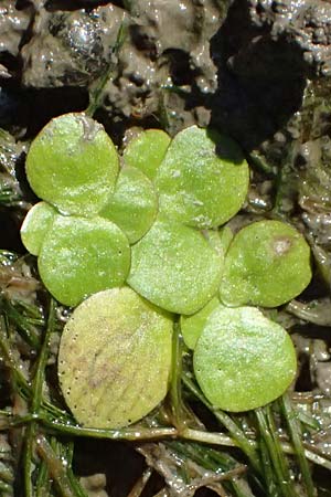 Spirodela polyrhiza \ Vielwurzelige Teichlinse, D Mannheim 29.8.2024