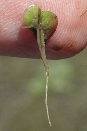 Spirodela polyrhiza \ Vielwurzelige Teichlinse, D Mannheim 29.8.2024