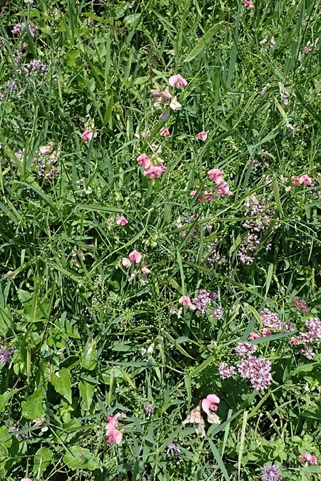 Lathyrus sylvestris \ Wald-Platterbse / Narrow-Leaved Flat Pea, D Heppenheim 30.7.2024