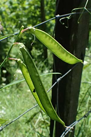 Lathyrus sylvestris \ Wald-Platterbse / Narrow-Leaved Flat Pea, D Heppenheim 30.7.2024