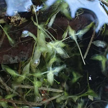 Lemna trisulca \ Dreifurchige Wasserlinse, D Iffeldorf 14.8.2024