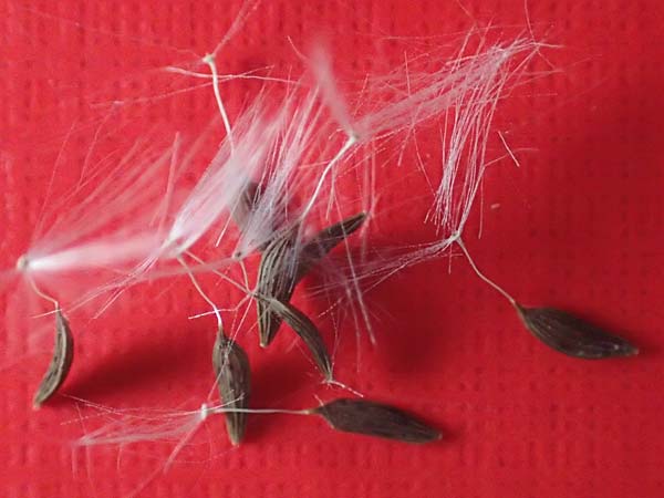 Lactuca virosa \ Gift-Lattich, D Schriesheim 13.9.2016