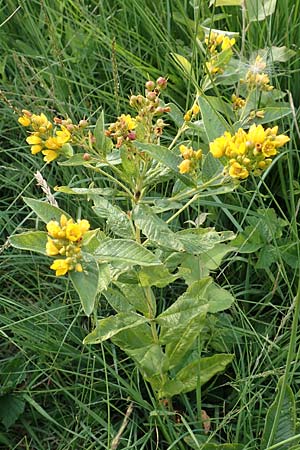 Lysimachia vulgaris, Gilb-Weiderich Lysimachia vulgaris, Gilb-Weiderich