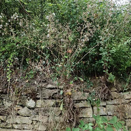 Lactuca virosa \ Gift-Lattich, D Wachenheim 4.8.2024