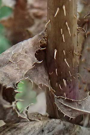 Lactuca virosa \ Gift-Lattich, D Wachenheim 4.8.2024
