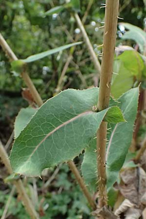 Lactuca virosa \ Gift-Lattich, D Wachenheim 4.8.2024