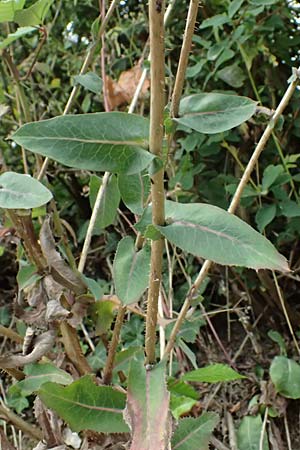 Lactuca virosa \ Gift-Lattich, D Wachenheim 4.8.2024