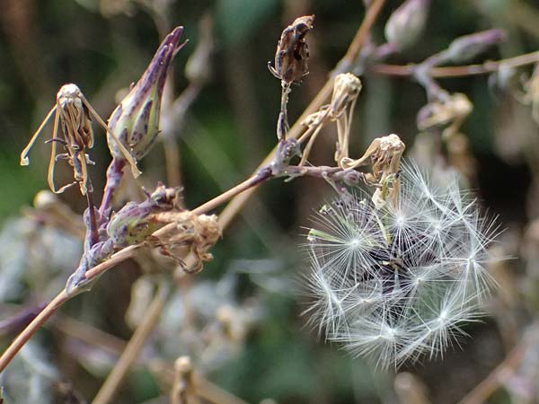 Lactuca virosa \ Gift-Lattich, D Wachenheim 4.8.2024