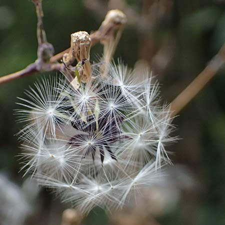 Lactuca virosa \ Gift-Lattich, D Wachenheim 4.8.2024