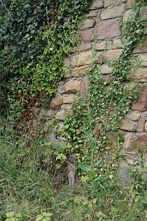 Lactuca virosa \ Gift-Lattich, D Wachenheim 4.8.2024
