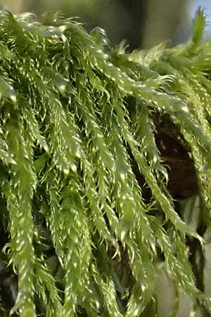 Hypnum cupressiforme \ Zypressen-Schlafmoos / Cypress-Leaved Plait Moss, D Odenwald, Ursenbach 2.3.2025