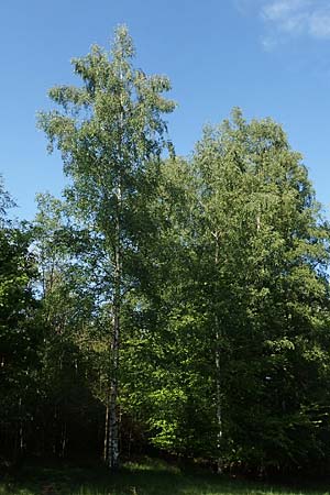 Betula pubescens \ Moor-Birke, Flaum-Birke, D Odenwald, Grasellenbach 17.5.2020
