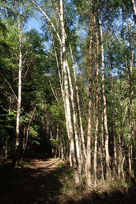 Betula pubescens \ Moor-Birke, Flaum-Birke, D Odenwald, Grasellenbach 17.5.2020