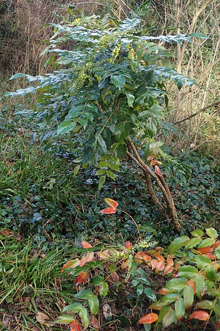 Mahonia bealei / Leatherleaf Oregon Grape, Beale's Oregon Grape, D Weinheim an der Bergstraße, Schlosspark 11.2.2022