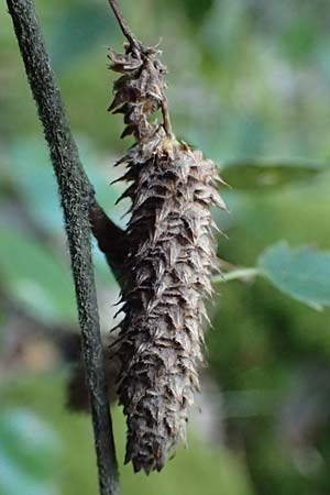 Betula pubescens \ Moor-Birke, Flaum-Birke, D Neckarsteinach 24.8.2024