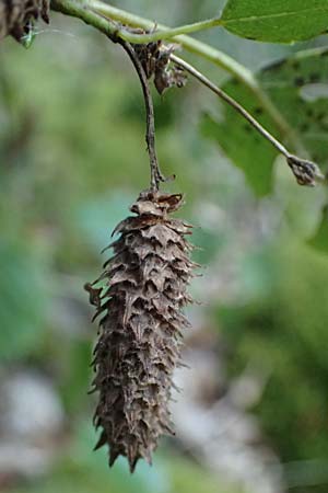 Betula pubescens \ Moor-Birke, Flaum-Birke, D Neckarsteinach 24.8.2024