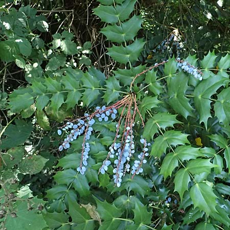 Mahonia bealei \ Schmuckblatt-Mahonie, Beales Mahonie / Leatherleaf Oregon Grape, Beale's Oregon Grape, D Duisburg 20.6.2025