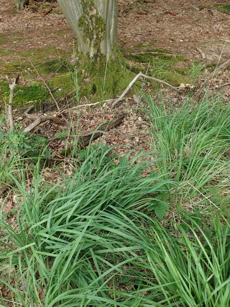 Molinia caerulea \ Pfeifengras, D Darmstadt 15.7.2017