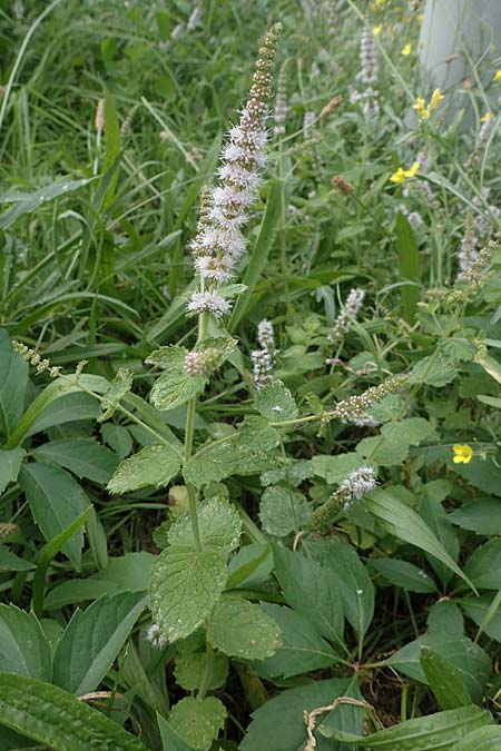 Mentha x villosonervata \ Gezhnte Minze / Toothed Mint, D Mannheim 21.9.2023