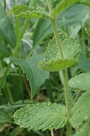 Mentha x villosonervata \ Gezhnte Minze / Toothed Mint, D Mannheim 21.9.2023