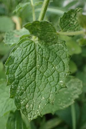 Mentha x villosonervata \ Gezhnte Minze / Toothed Mint, D Mannheim 21.9.2023