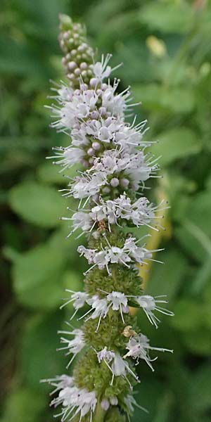 Mentha x villosonervata \ Gezhnte Minze / Toothed Mint, D Mannheim 21.9.2023