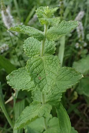 Mentha x villosonervata \ Gezhnte Minze / Toothed Mint, D Mannheim 21.9.2023